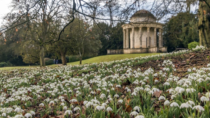 A blanket of snowdrops in front of a rotunda which is surrounded by trees at Stowe, Buckinghamshire.